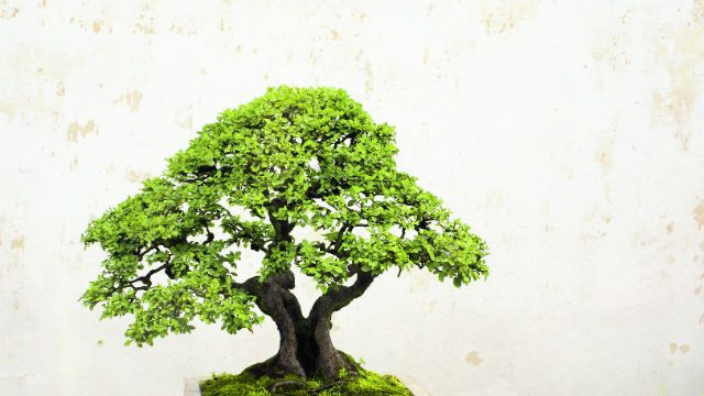 coltivare un bonsai